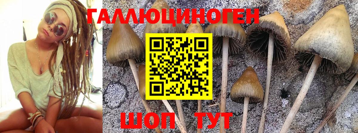 Алексин  Галлюциногенные грибы Cubensis  Вход с VPN  Псилоцибиновые грибы Cubensis 